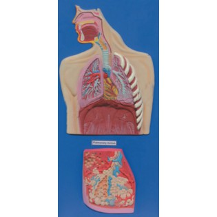 Wellton Healthcare Human Respiratory System Medical Models
