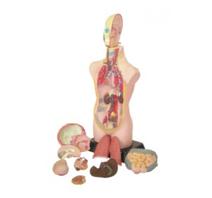 Wellton Healthcare Human Torso Medical Models