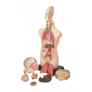 Wellton Healthcare Human Torso Medical Models