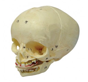 Wellton Healthcare Infant Skull Medical Models