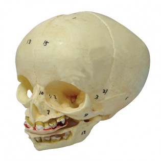 Wellton Healthcare Infant Skull Medical Models