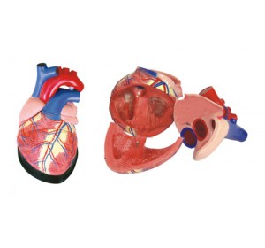 Wellton Healthcare Jumbo Heart Medical Models