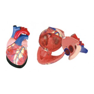 Wellton Healthcare Jumbo Heart Medical Models