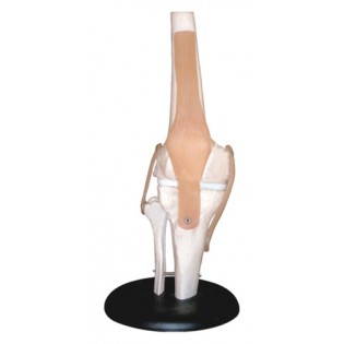 Wellton Healthcare Knee Joint Medical Models