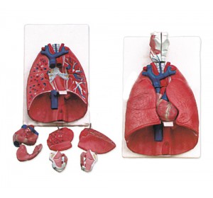 Wellton Healthcare Larynx, Heart and Lungs Model Medical Models