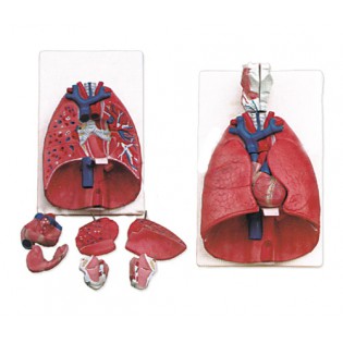 Wellton Healthcare Larynx, Heart and Lungs Model Medical Models
