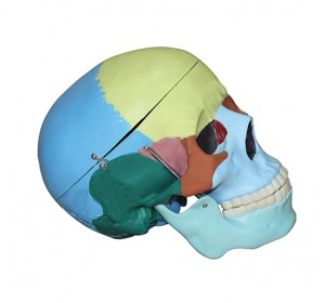 Wellton Healthcare Life Size Coloured Skull Medical Models