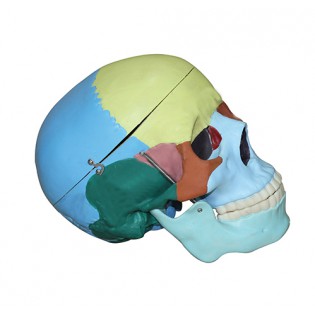 Wellton Healthcare Life Size Coloured Skull Medical Models