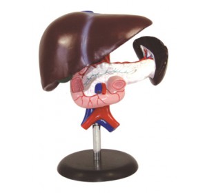 Wellton Healthcare Liver, Pancreas and Duodenum Medical Models