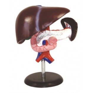 Wellton Healthcare Liver, Pancreas and Duodenum Medical Models Wellton Healthcare Liver, Pancreas and Duodenum Medical Models