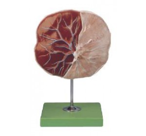 Wellton Healthcare Human Placenta Medical Models