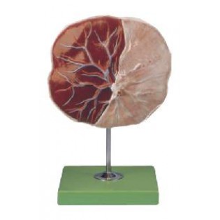 Wellton Healthcare Human Placenta Medical Models