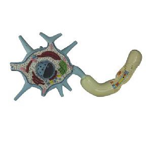 Wellton Healthcare Neuron Medical Models