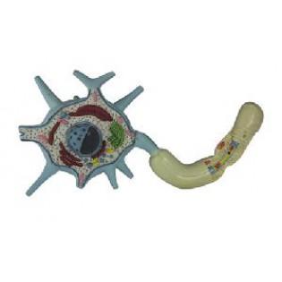 Wellton Healthcare Neuron Medical Models Wellton Healthcare Neuron Medical Models