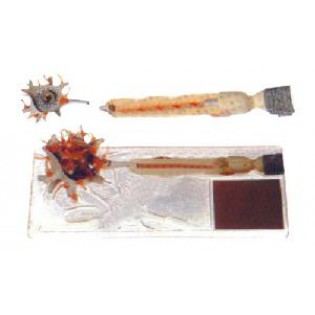 Wellton Healthcare Neuron Medical Model Wellton Healthcare Neuron Medical Model