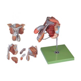 Wellton Healthcare Male Genital Organs Medical Models Wellton Healthcare Male Genital Organs Medical Models