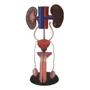 Wellton Healthcare Male Urogenital System Medical Models Wellton Healthcare Male Urogenital System Medical Models