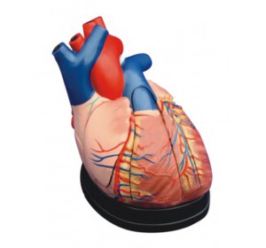 Wellton Healthcare Middle Heart Medical Models