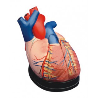 Wellton Healthcare Middle Heart Medical Models Wellton Healthcare Middle Heart Medical Models