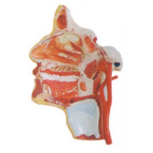 Wellton Healthcare Model of the Head Medical Models Wellton Healthcare Model of the Head Medical Models