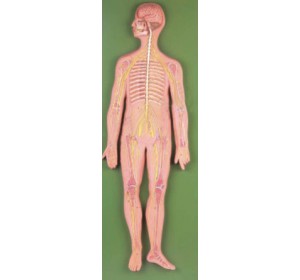 Wellton Healthcare Nervous System Medical Models