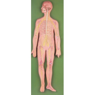 Wellton Healthcare Nervous System Medical Models Wellton Healthcare Nervous System Medical Models