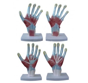 Wellton Healthcare Palm Anatomy Medical Models