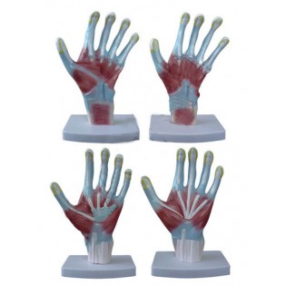 Wellton Healthcare Palm Anatomy Medical Models Wellton Healthcare Palm Anatomy Medical Models