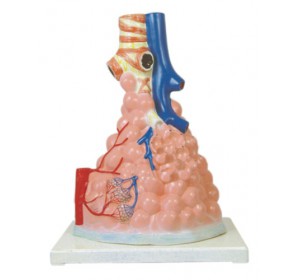 Wellton Healthcare Pulmonary Alveoli Magnified Medical Models