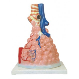 Wellton Healthcare Pulmonary Alveoli Magnified Medical Models Wellton Healthcare Pulmonary Alveoli Magnified Medical Models
