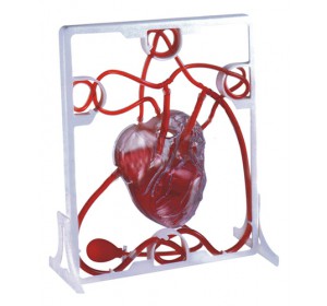 Wellton Healthcare Pumping Heart Medical Models