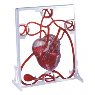 Wellton Healthcare Pumping Heart Medical Models Wellton Healthcare Pumping Heart Medical Models