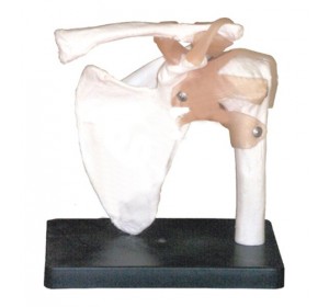 Wellton Healthcare Shoulder Joint Medical Models