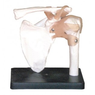 Wellton Healthcare Shoulder Joint Medical Models Wellton Healthcare Shoulder Joint Medical Models