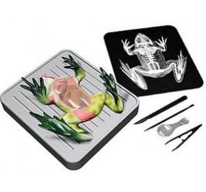 Wellton Healthcare Simulated Frog Dissecting kit Medical Models