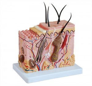 Wellton Healthcare Skin Block Medical Models