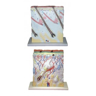 Wellton Healthcare Skin Enlarged Medical Models Wellton Healthcare Skin Enlarged Medical Models