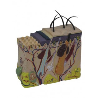 Wellton Healthcare Skin Model Medical Models Wellton Healthcare Skin Model Medical Models