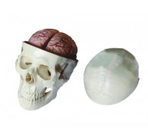 Wellton Healthcare Skull with 8 Parts Brain Medical Models