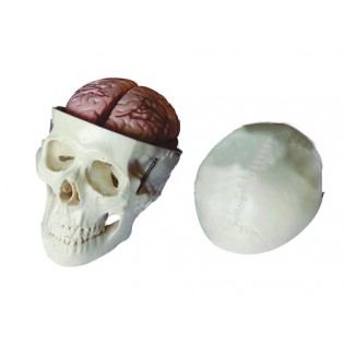 Wellton Healthcare Skull with 8 Parts Brain Medical Models Wellton Healthcare Skull with 8 Parts Brain Medical Models