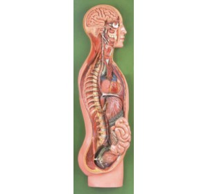 Wellton Healthcare Sympathetic Nervous System Medical Models