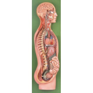 Wellton Healthcare Sympathetic Nervous System Medical Models Wellton Healthcare Sympathetic Nervous System Medical Models