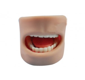 Wellton Healthcare Teeth Model in Oral Cavity Medical Models