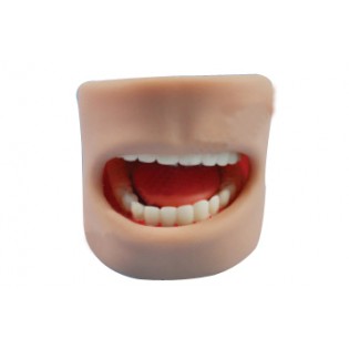 Wellton Healthcare Teeth Model in Oral Cavity Medical Models Wellton Healthcare Teeth Model in Oral Cavity Medical Models