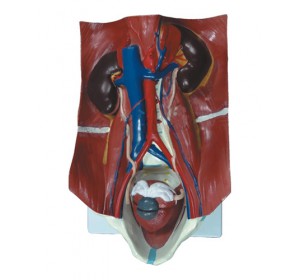 Wellton Healthcare Urinary System Model Medical Models