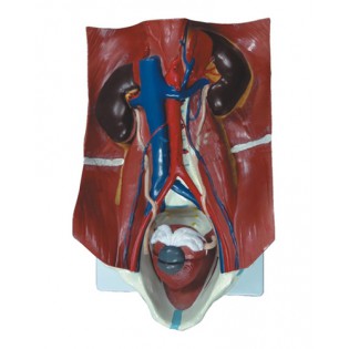 Wellton Healthcare Urinary System Model Medical Models Wellton Healthcare Urinary System Model Medical Models