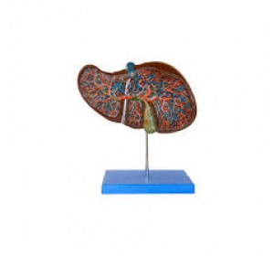 Wellton Healthcare Liver Medical Models