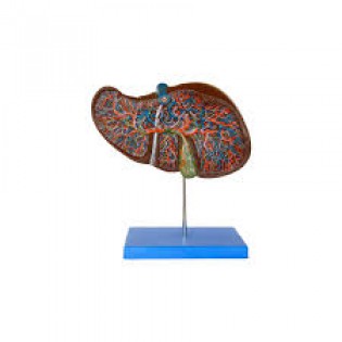 Wellton Healthcare Liver Medical Models