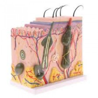 Wellton Healthcare Skin Model Medical Model