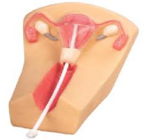 Wellton Healthcare IUD Training Simulator Medical Models